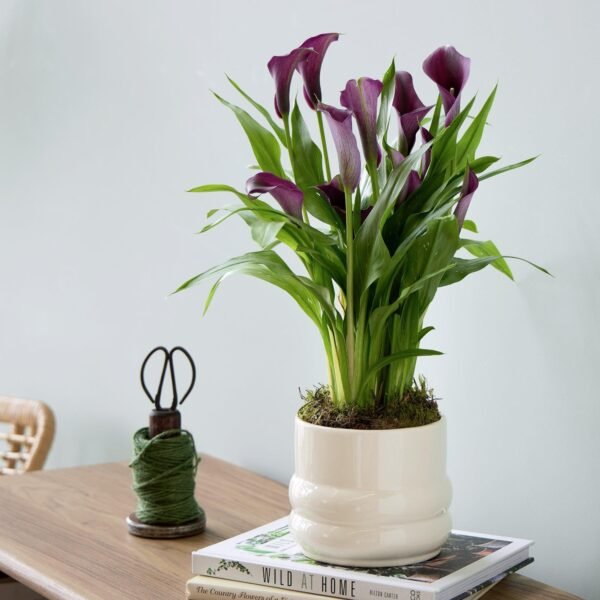 Charming Calla Lily